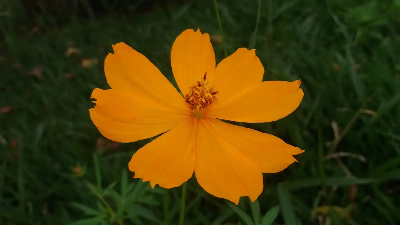 Yellow flower