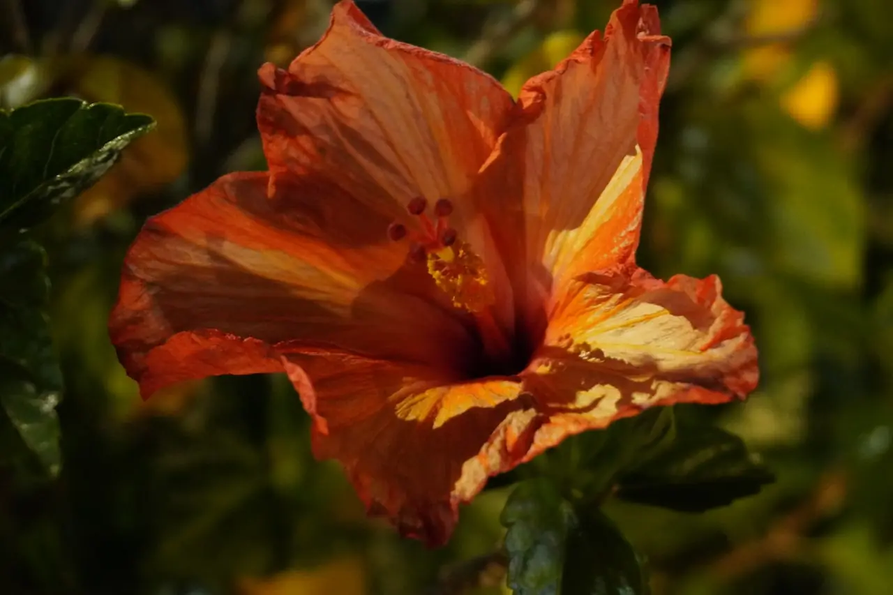 Orange flower