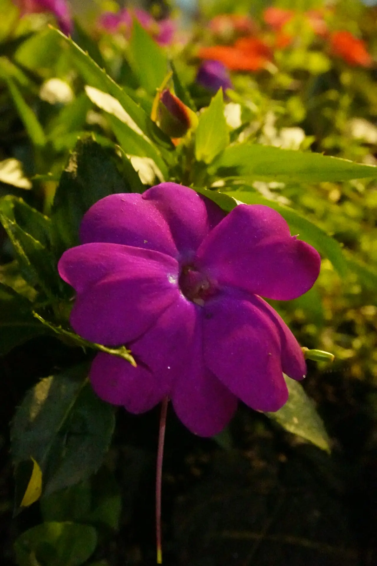 Purple flower