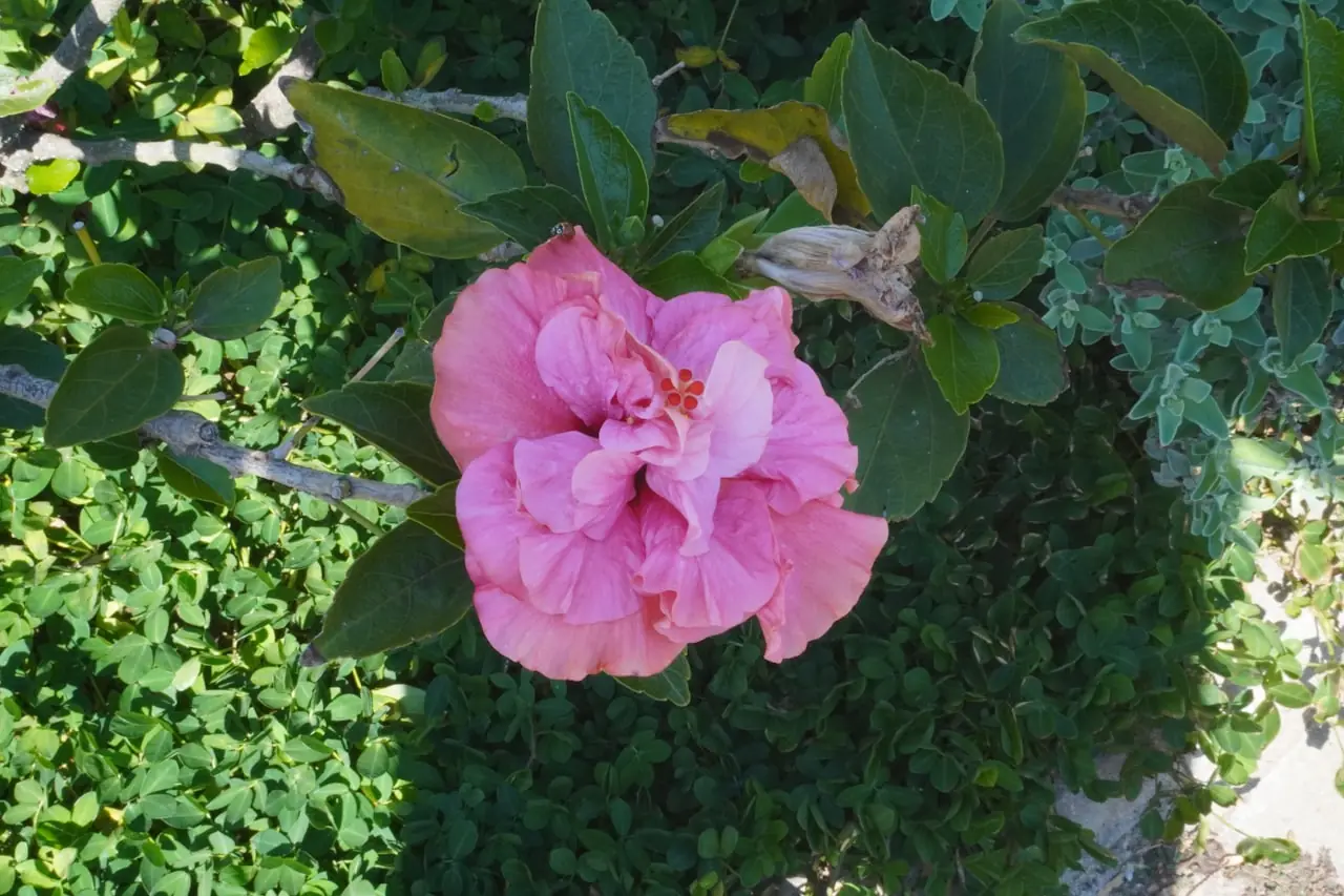 Pink flower