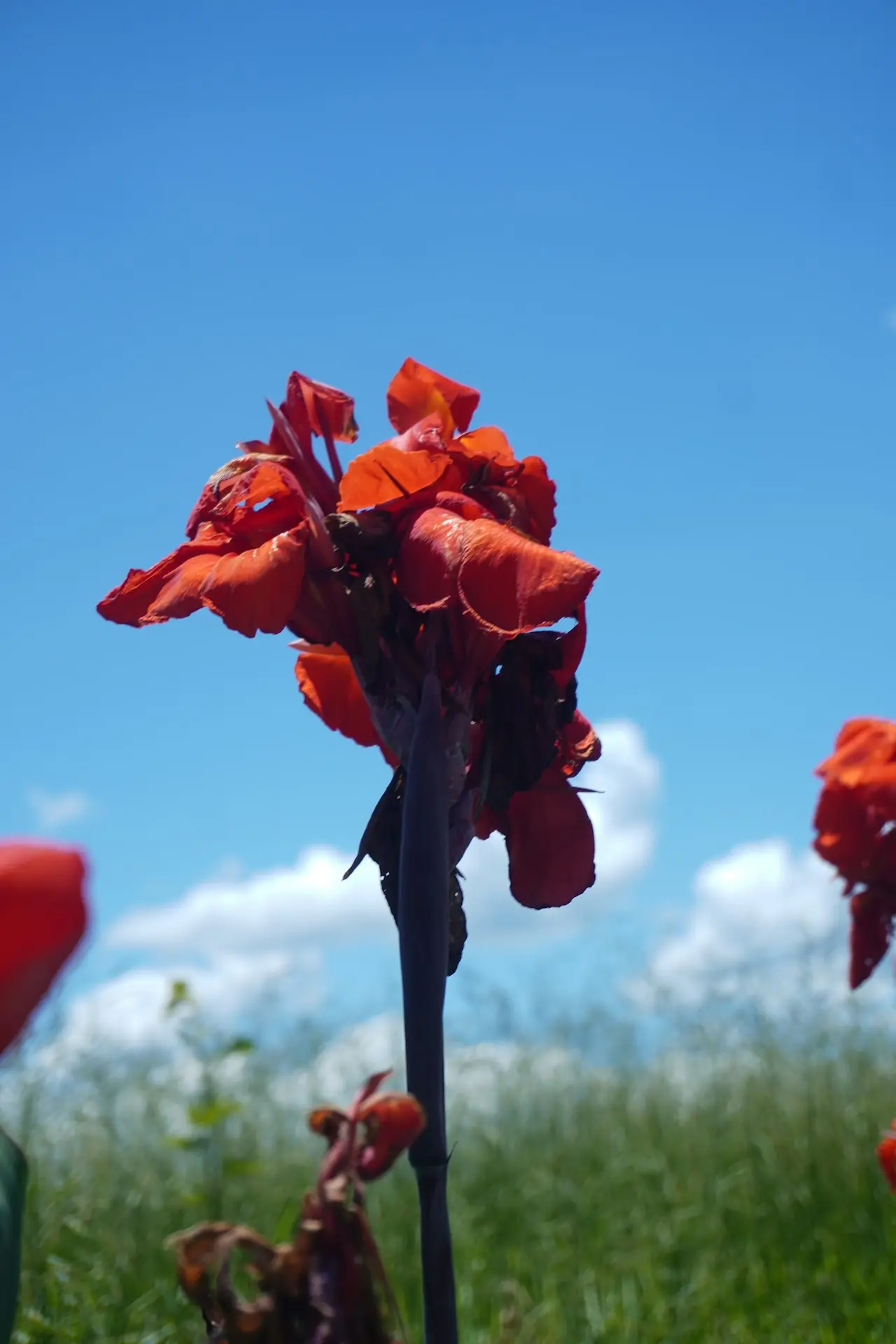 Red flowers