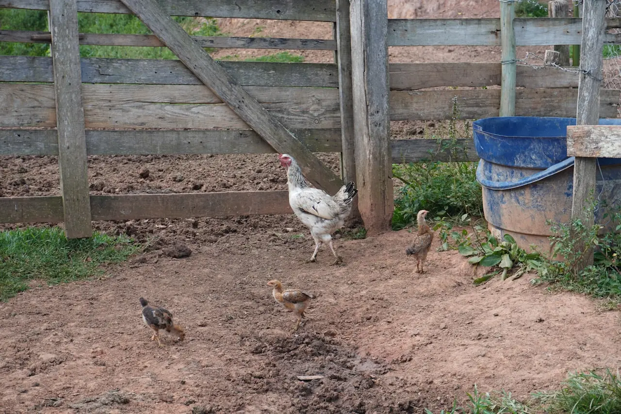 Chicken and her chicks